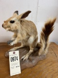 African Spring Hare