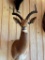 Impala Shoulder Mount (37