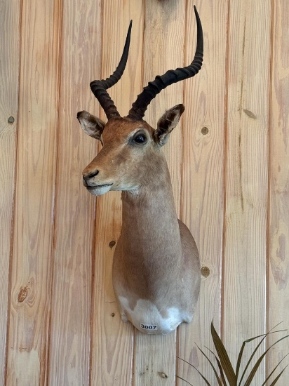 Impala Shoulder Mount
