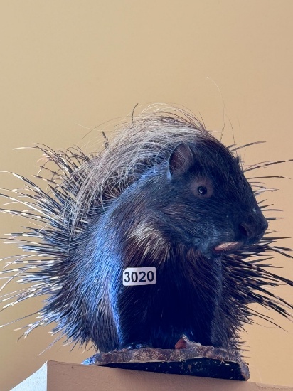 S. African Crested Porcupine