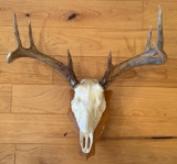 Small White Tail Symetrical Antler Mount