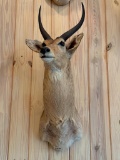 Reedbuck Shoulder Mount