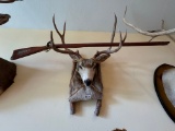 Mule Deer Pack-out Mount