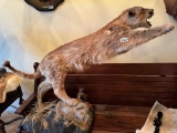 Mountain Lion Full Body Mount