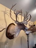Caribou Shoulder Mount (53