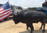 (247)CAST ALUMINUM BUFFALO