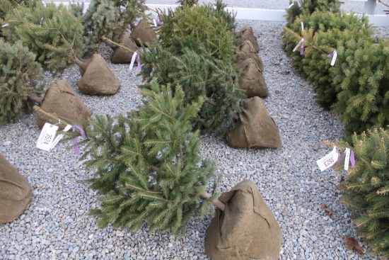 Norway 3' Spruce  X5=$
