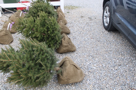 Norway 3' Spruce  X5=$