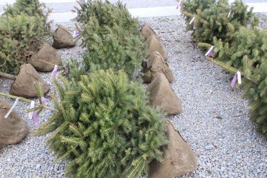 Norway 3' Spruce  X5=$