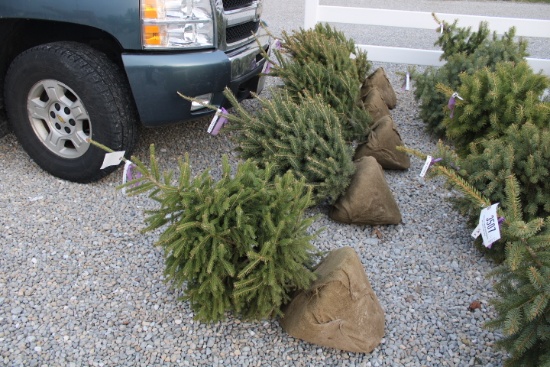 White Spruce 3'  X5=$