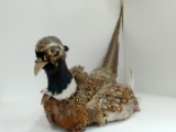 Lot 295- Pheasant NO RESERVE