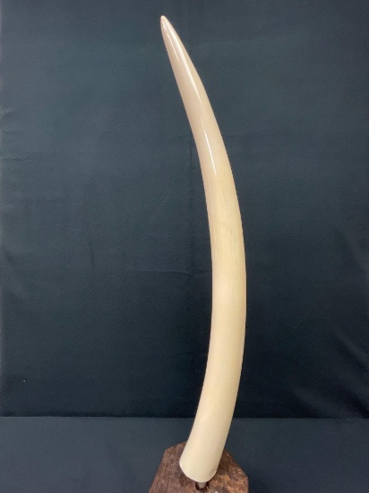 24" African elephant ivory tusk non carved