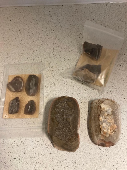 authentic plant fossils