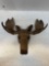 Cubist wall mount Moose Head 11.5 inches wide