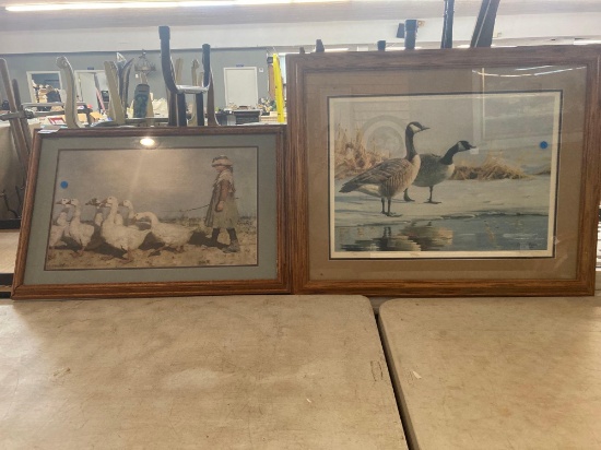 Geese and duck pictures