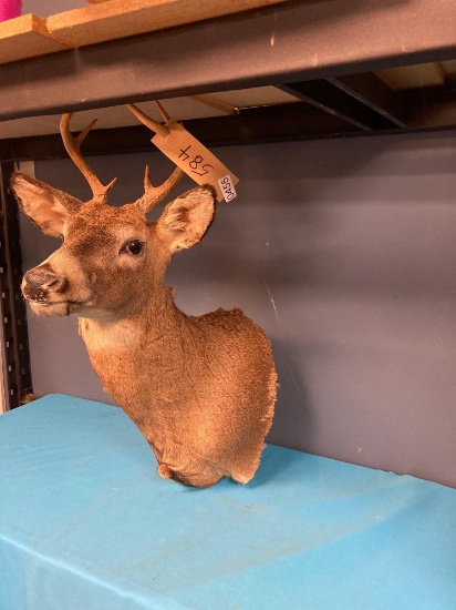 Deer Mount