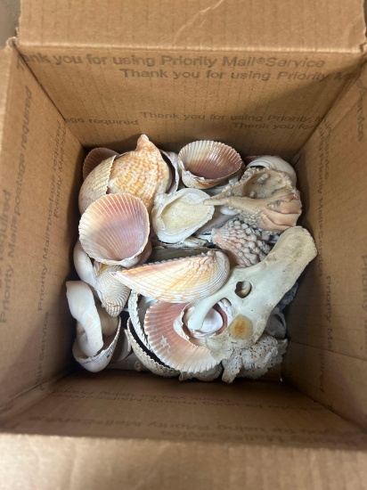lot of sea shells