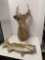 Deer head and mounted fish