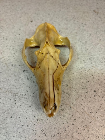 Animal skull