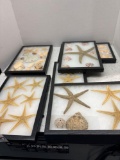 framed, seashells, starfish, etc.