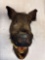 boars head taxidermy