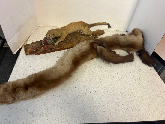 weasel mount and mink collar