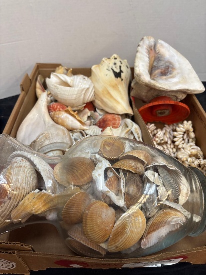 Seashell collection