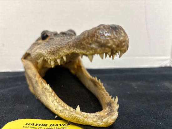 Gator head