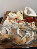 Seashell collection