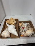 Seashells and conches