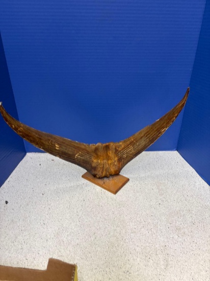 Fish tail possibly swordfish 18 inches long