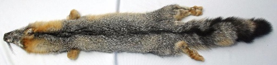 Gray Fox Case Tanned Fur, 42" from Snout to End of Tail