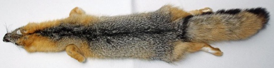 Gray Fox Case Tanned Fur, 43" from Snout to End of Tail