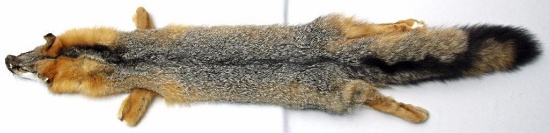 Gray Fox Case Tanned Fur, 46" from Snout to End of Tail