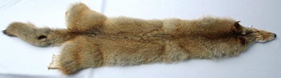 Case Tanned Coyote Fur, 59" from Snout to End of Tail