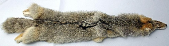 Case Tanned Coyote Fur, 51" from Snout to End of Tail