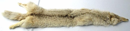 Case Tanned Coyote Fur, 56" from Snout to End of Tail