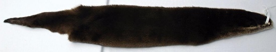 Case Tanned River Otter w/Cites Tag No. VAR1400666, 46" from Snout to End of Tail