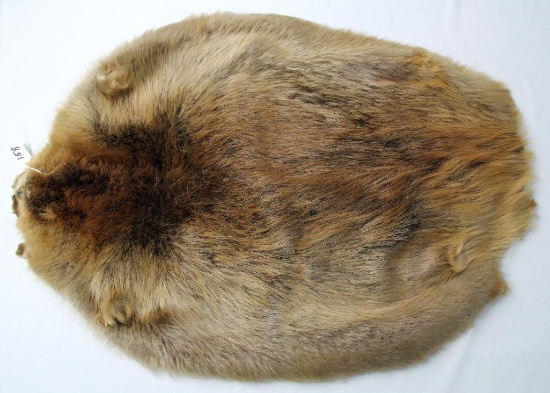 Tanned Beaver Fur, Several Cuts in Skinning, 23" W, 31" L