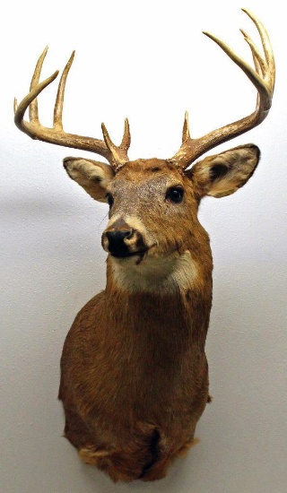 White Tailed Buck Taxidermy Shoulder Mount 6x5