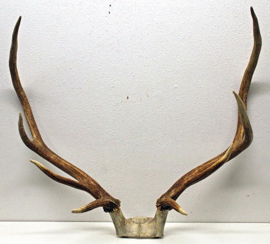 4x4 Elk Antlers