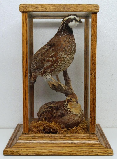 Taxidermy Mounted Bob White Quail Pair in Oak and Glass Showcase, 13" Tall, 9 1/4" Wide at the Base