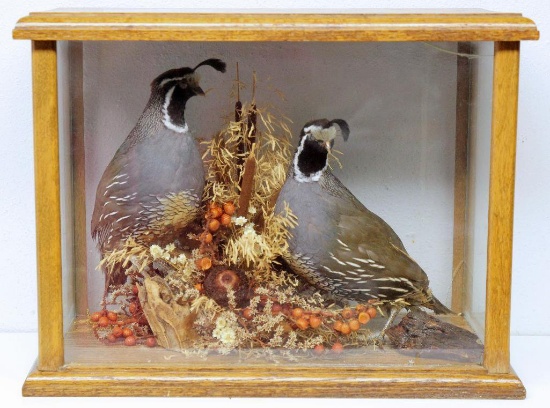 Taxidermy Mounted Pair of Quail in Oak and Glass Showcase, 15" Wide by 11 1/2" Tall
