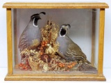 Taxidermy Mounted Pair of Quail in Oak and Glass Showcase, 15
