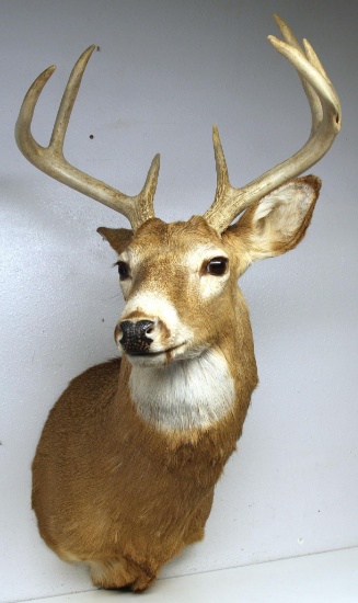 Whitetail Buck Taxidermy Mount, 4x4