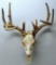 Whitetail Deer Taxidermy Skull or European Mount