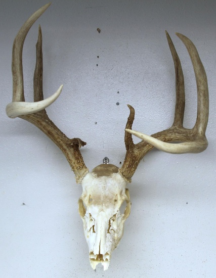 Whitetail Deer Taxidermy Skull Mount or European Mount