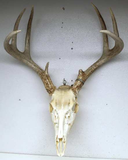 Whitetail Deer Taxidermy Skull Mount or European Mount