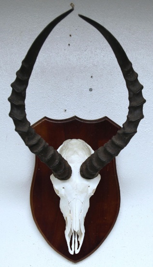 African Impala Taxidermy Skull Mount or European Mount