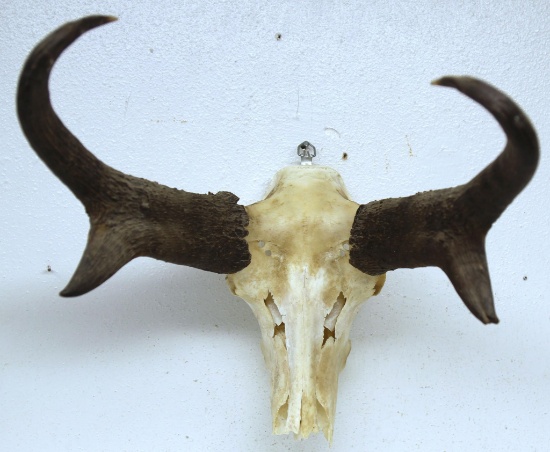 Antelope Taxidermy Skull or European Mount